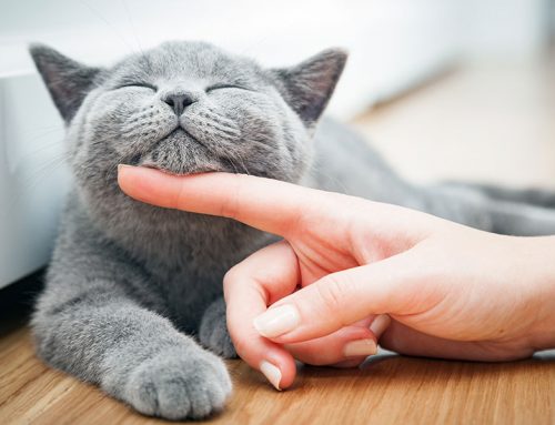 Too Much of a Good Thing: AutoImmune Disease and Vaccines in Our Pets