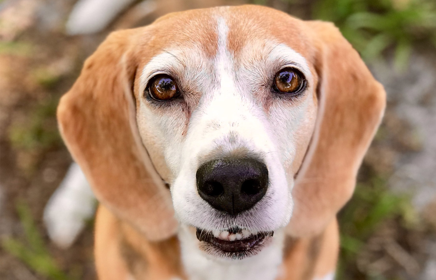 Non Medical Vet In Seminole Lake Seminole Animal Hospital