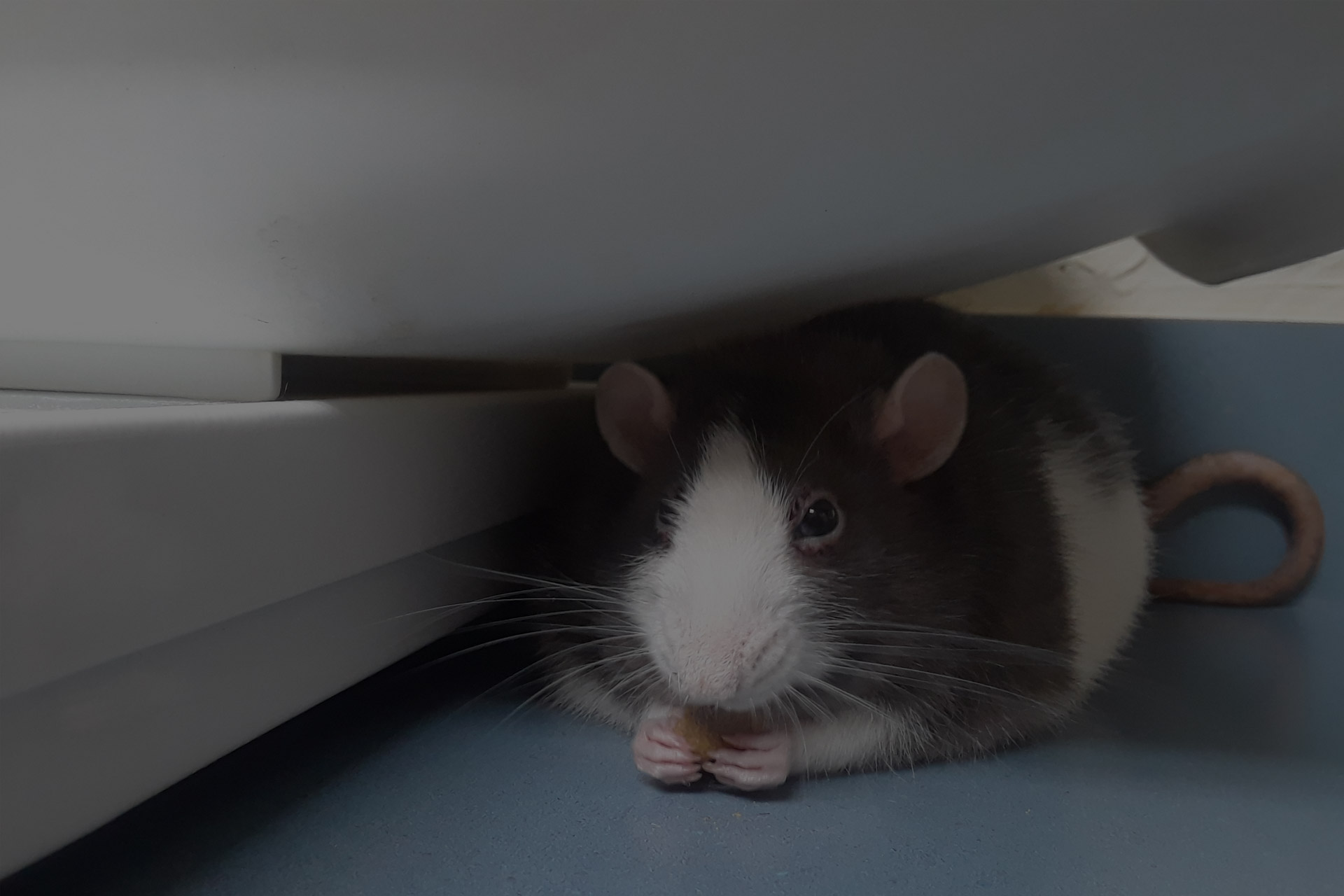 Lake Seminole Animal Hospital