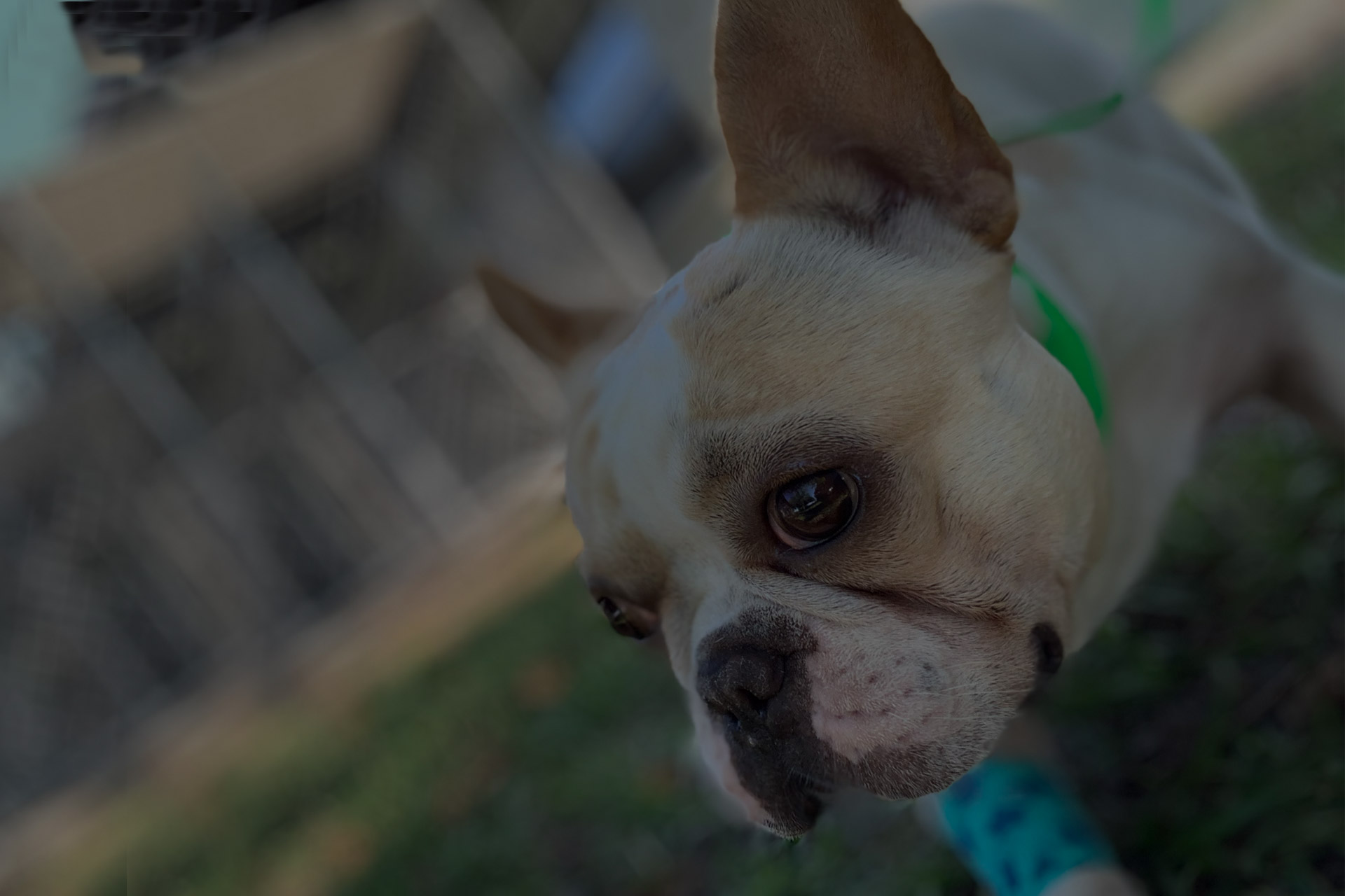 Lake Seminole Animal Hospital